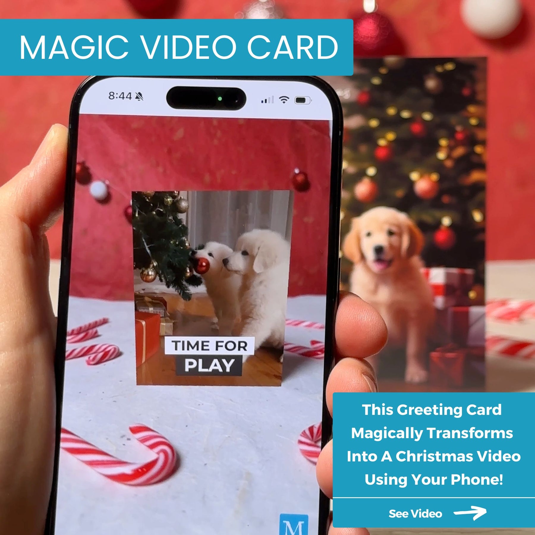 Xmas Puppies | AR Video Christmas Card